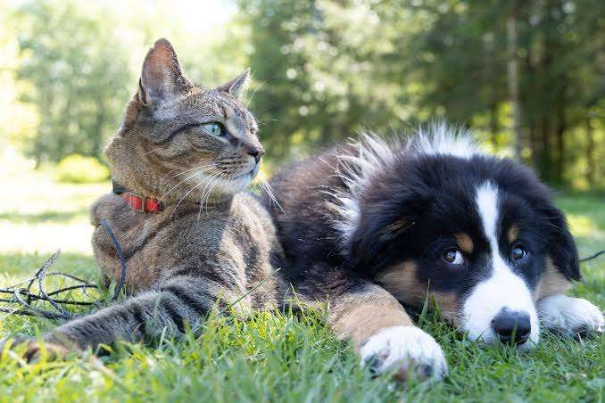 Cat and dog relaxing on grass in sunlight.