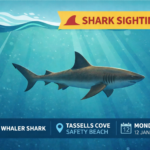 Graphic showing a whaler shark sighting at Tassells Cove, Safety Beach on 12 January.