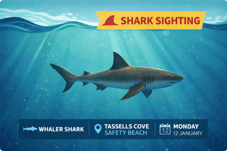 Graphic showing a whaler shark sighting at Tassells Cove, Safety Beach on 12 January.