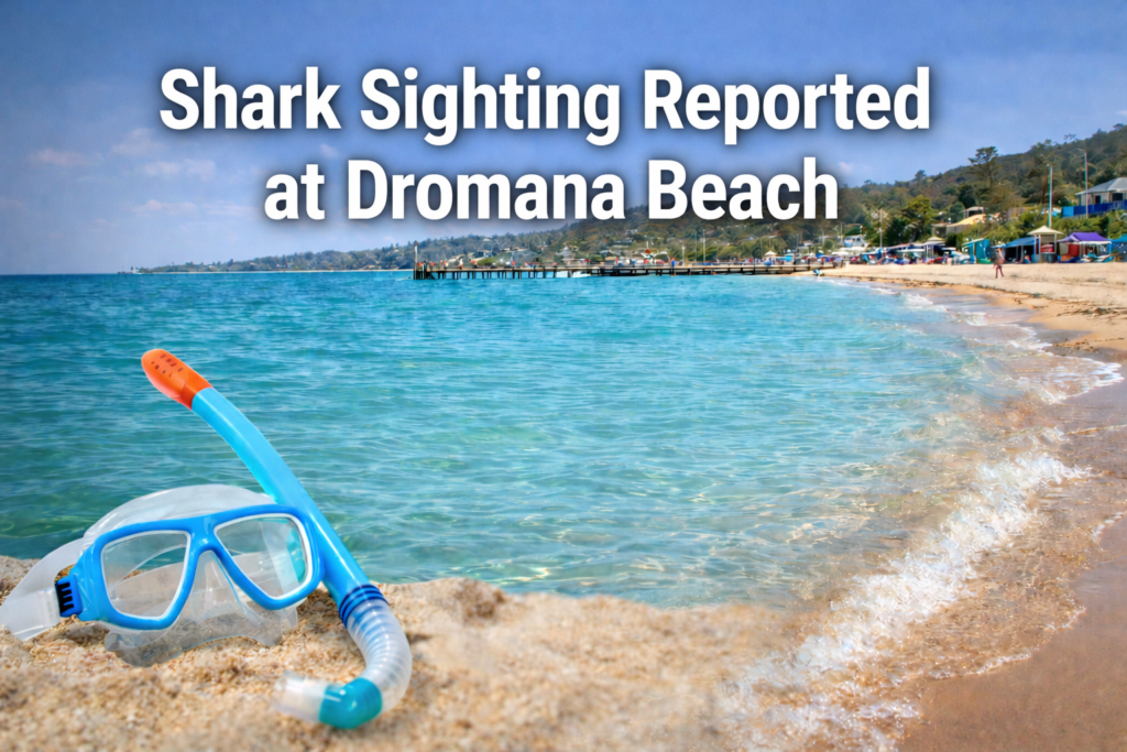 Snorkeller Reports Small Shark at Dromana, Commenters Respond with “Doo Doo Doo”